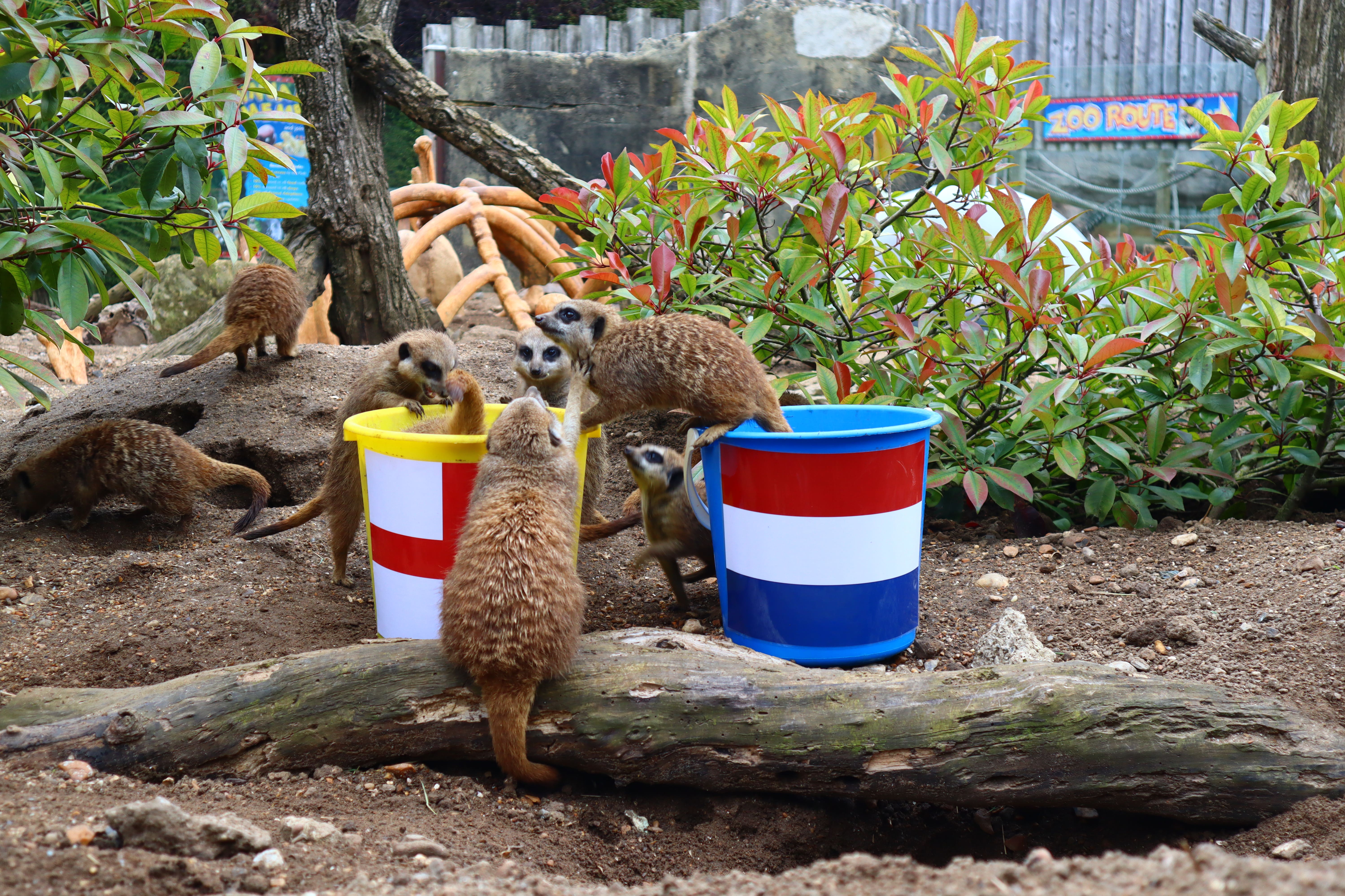 The ‘mystic meerkats’ at Drusillas Park have predicted a win for England in the semi-final of Euro 2024 (Drusillas Park/PA)