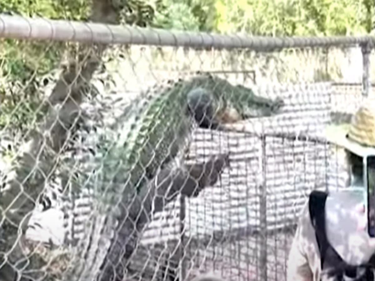 Fence climbing crocodile at Australian wildlife park leaves visitors terrified
