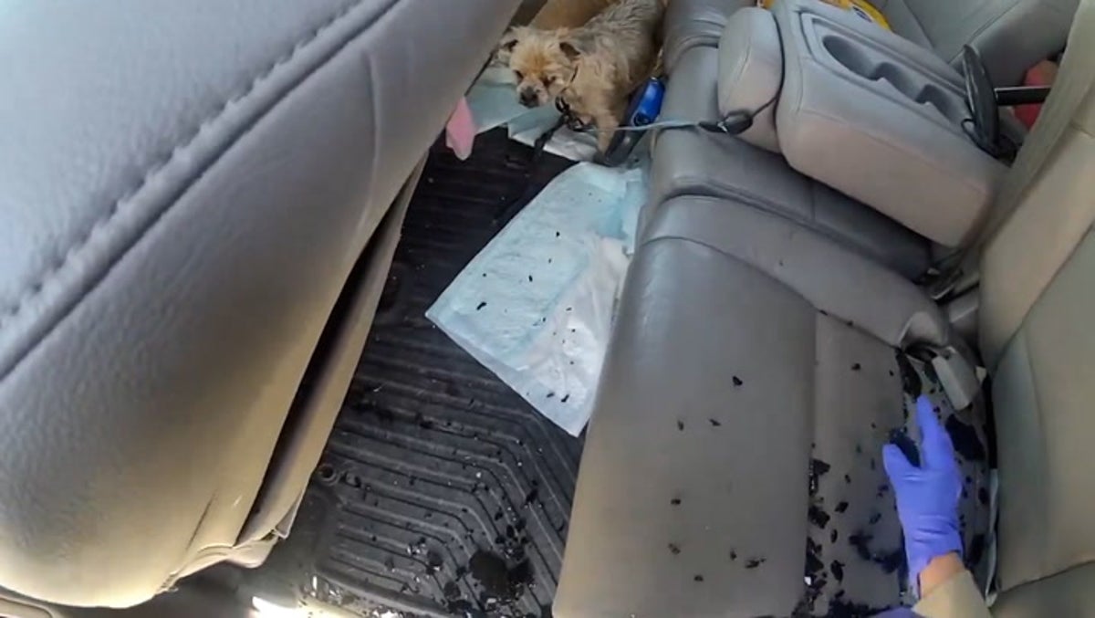 Distressed puppies locked inside 43C van as police rush to help