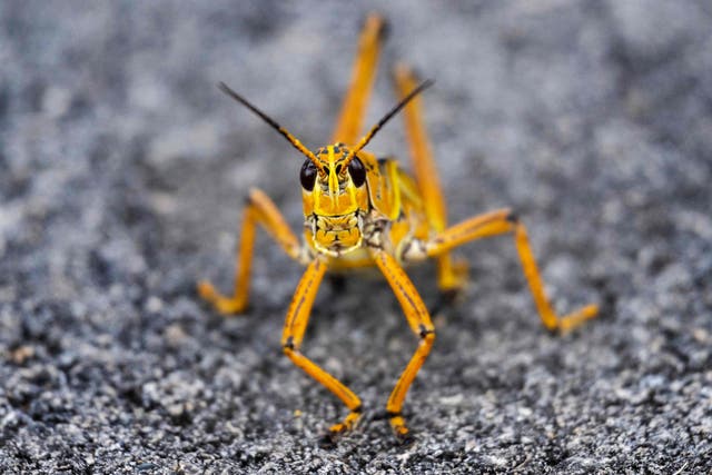 <p>File image: A grasshopper in the Everglades in Florida on 14 June 2023</p>