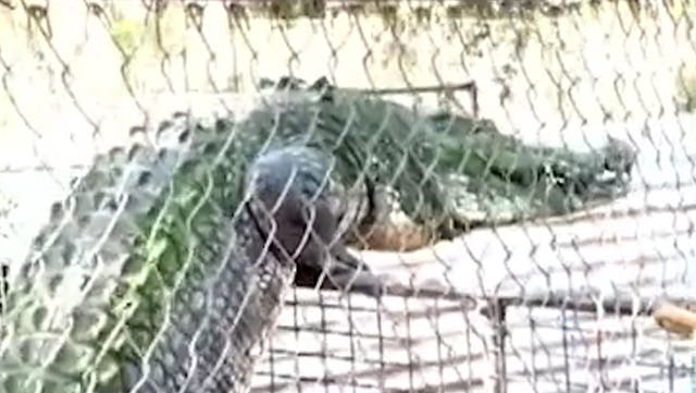 <p>Watch: Giant crocodile scales fence in Australia.</p>