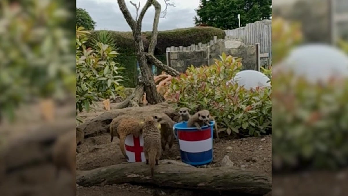 ‘Mystic meerkats’ predict result of England’s Euro 2024 clash against Netherlands