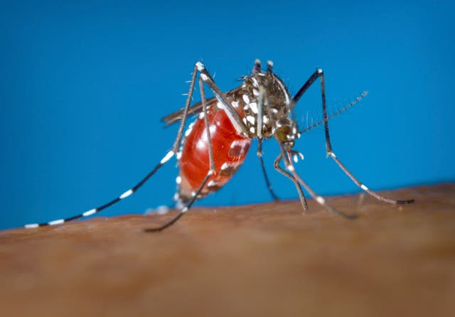 <p>File. Zika virus is transmitted by the Aedes mosquito</p>