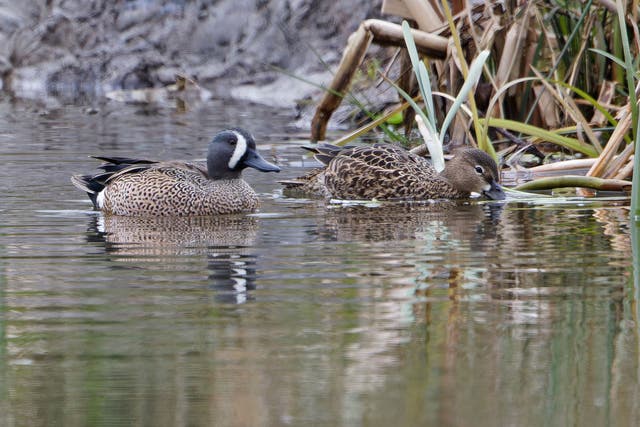 A male and female blue-winged teal (Lee Johnson/PA)