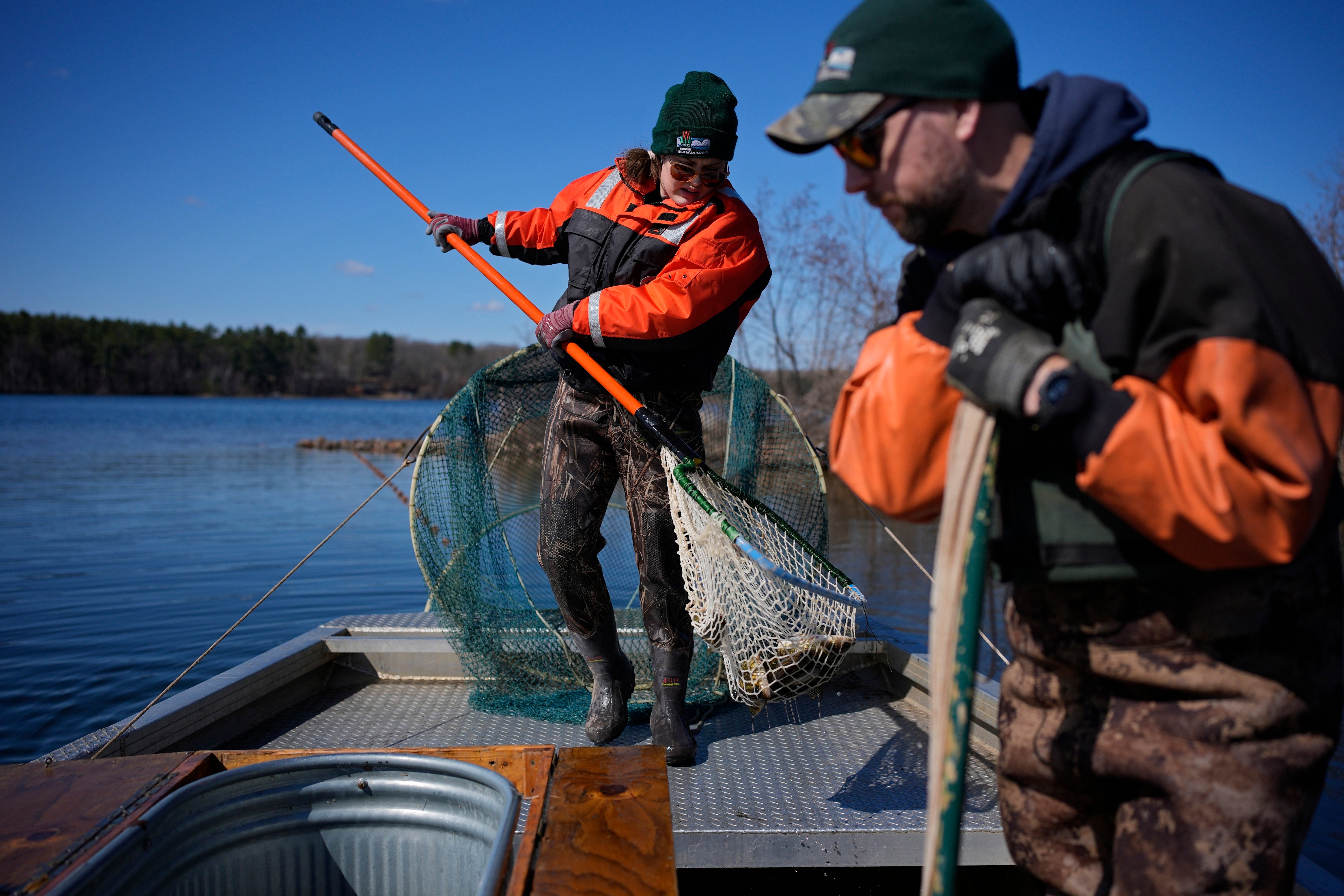 Wisconsin Department of Natural Resources fisheries biologist Max Wolter, right, and regional team supervisor Angelena Sikora remove fish from a net during a fish survey on Lac Courte Oreilles lake Thursday, April 11, 2024