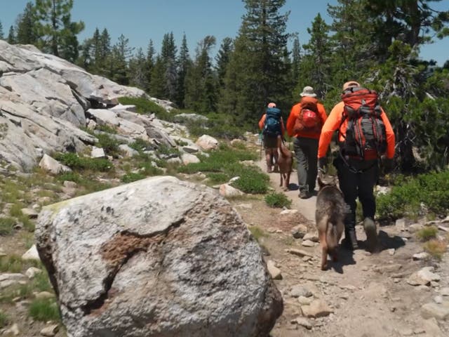 <p>Officials used dogs to try and track down the missing hikers</p>