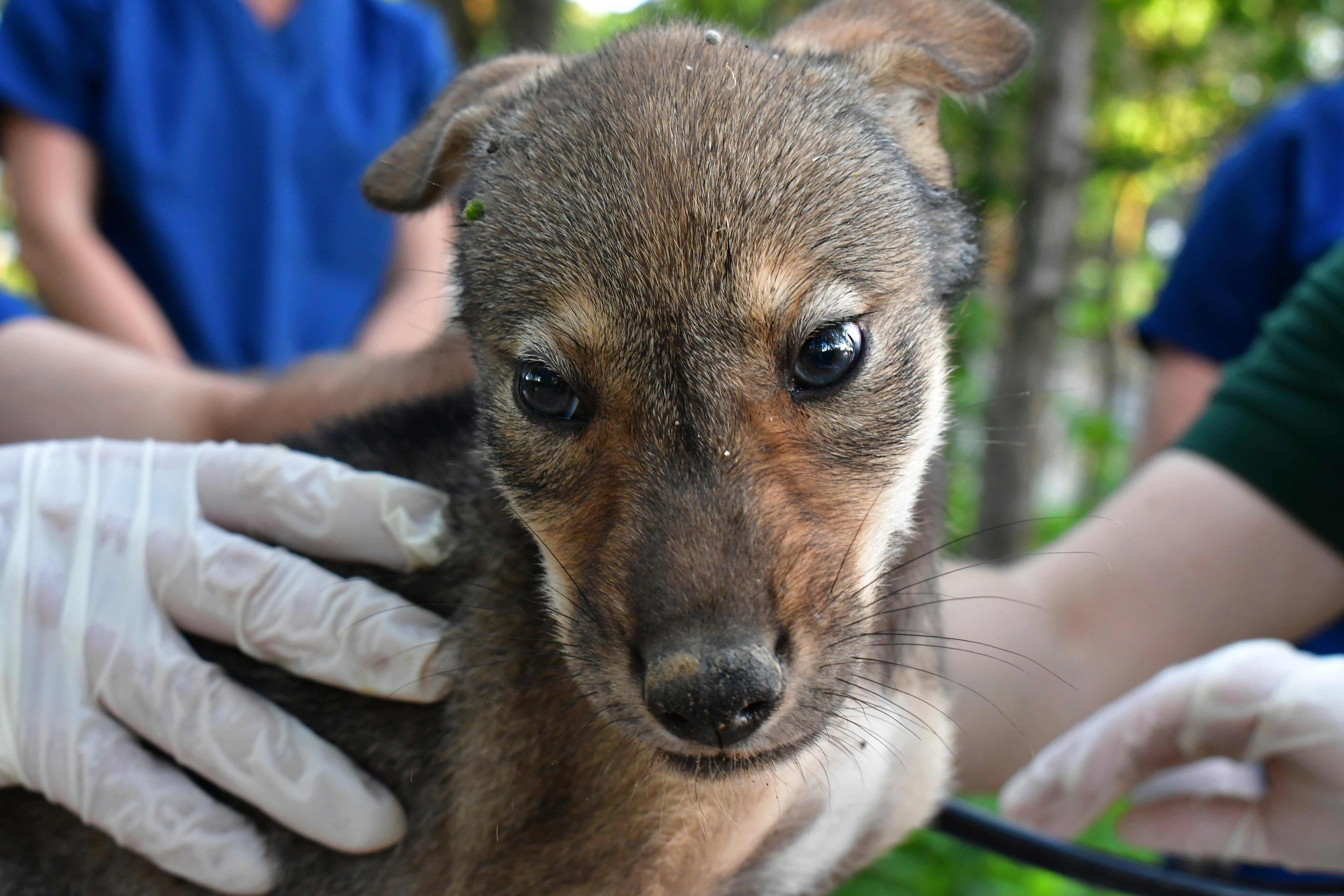 Endangered Wolf Pups