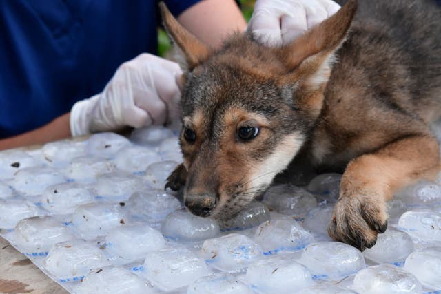 Endangered Wolf Pups