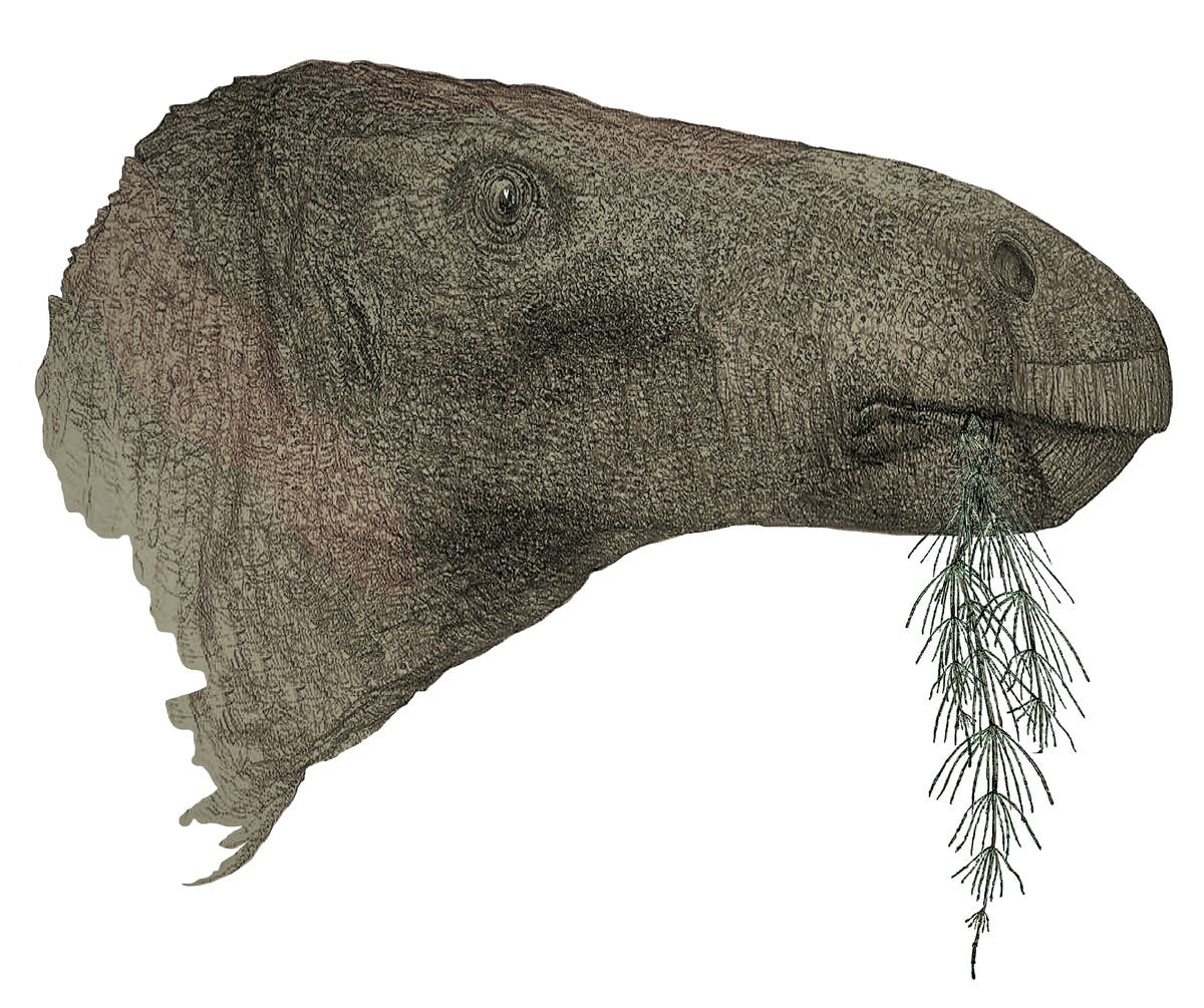 New species unearthed on island reveals more about dinosaurs that roamed Britain