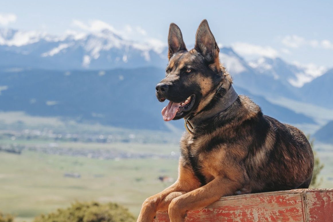 Dog-breeder Svalinn, trains its animals for two to three years in order to engineer the perfect balance between high-functioning bodyguards and affectionate pets