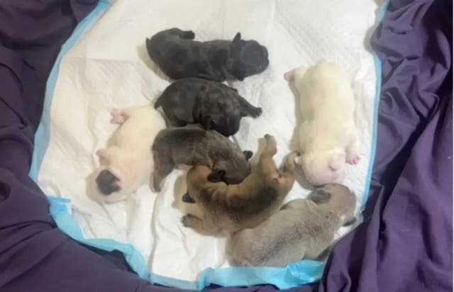 <p>A photo of the French Bulldog puppies which were left in the hot car in North Carolina </p>