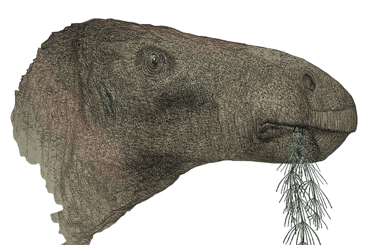 ‘Most complete dinosaur’ in a century unearthed in the Isle of Wight