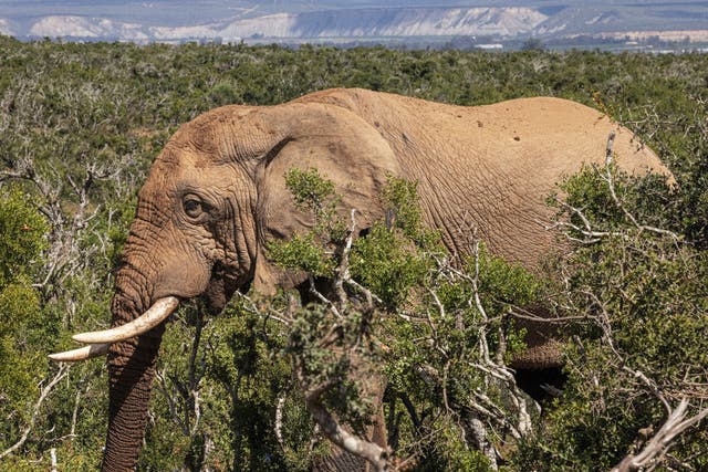 <p>File. An elephant is seen in Addo Elephant National Park in South Africa on 4 April 2023. Representative</p>