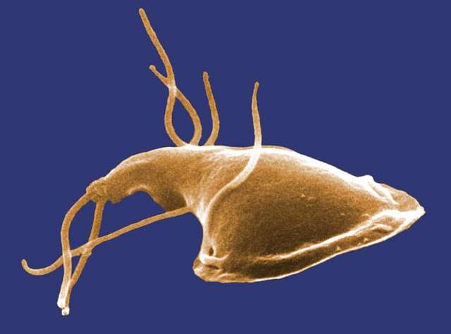 A close-up of the Giardia parasite, which causes Giardiasis