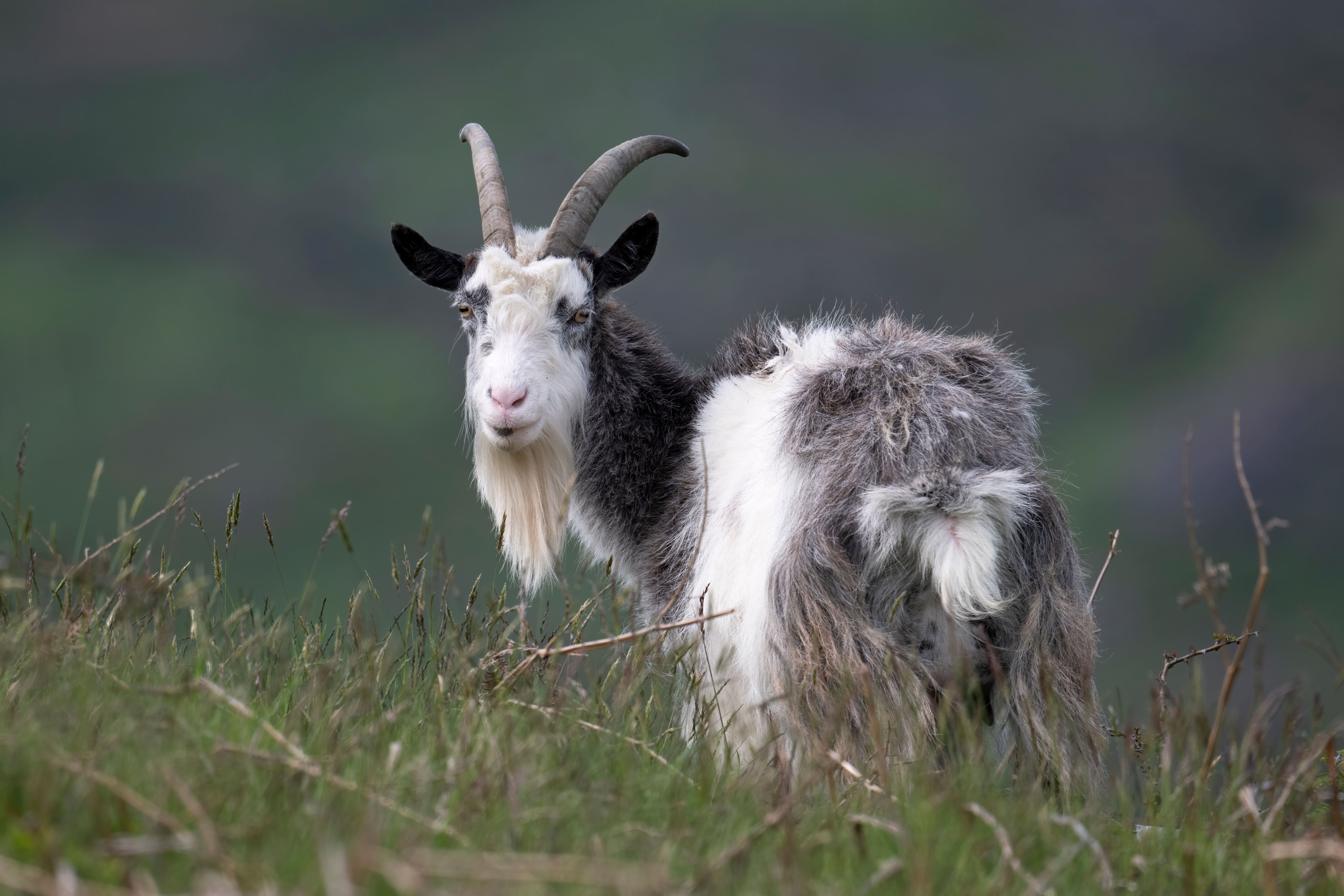 Cheviot goats have been added to a rare breeds watchlist (Dave Hunt/PA)