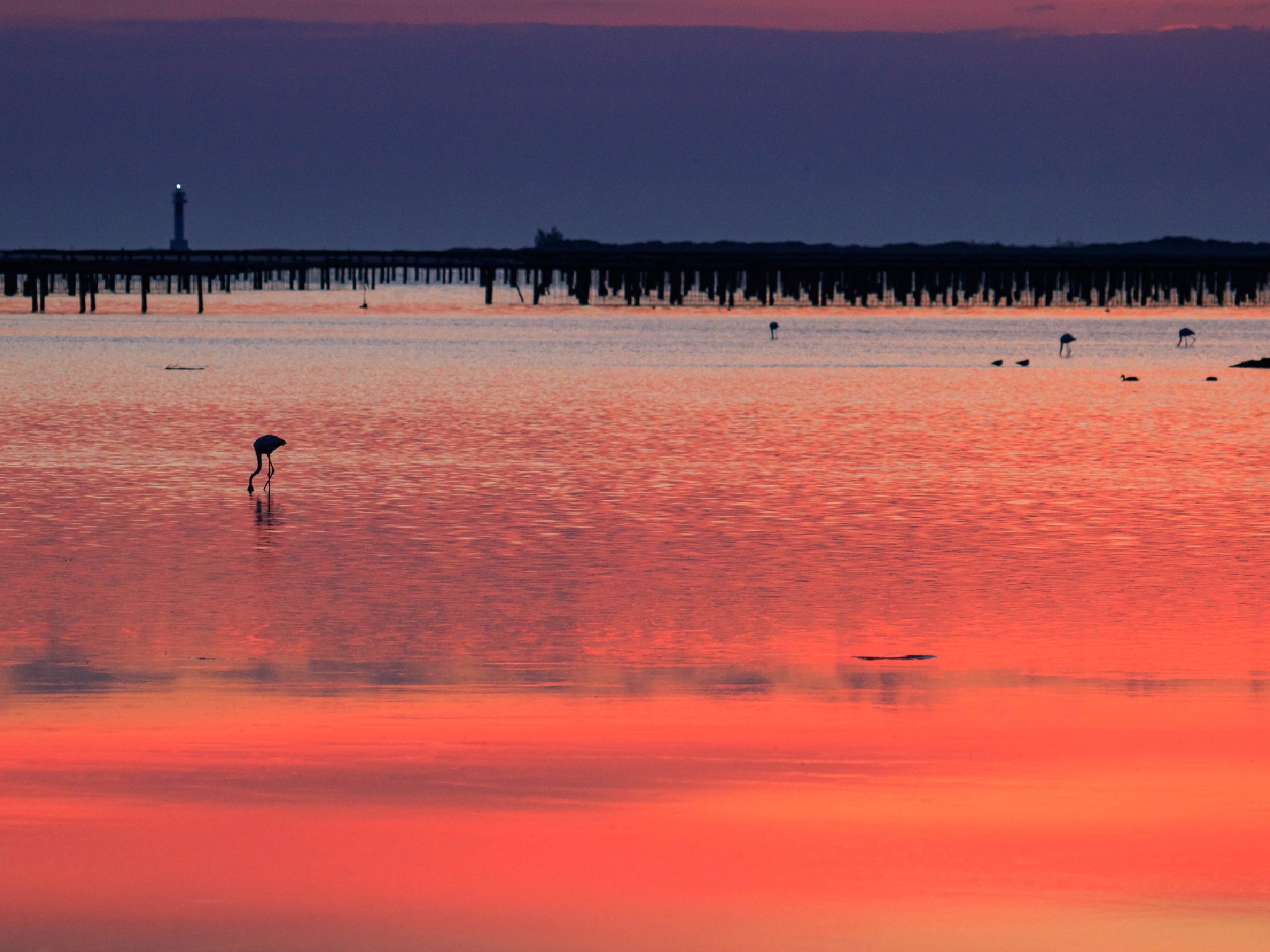 Desfrute de uma das maiores colônias de flamingos da Europa