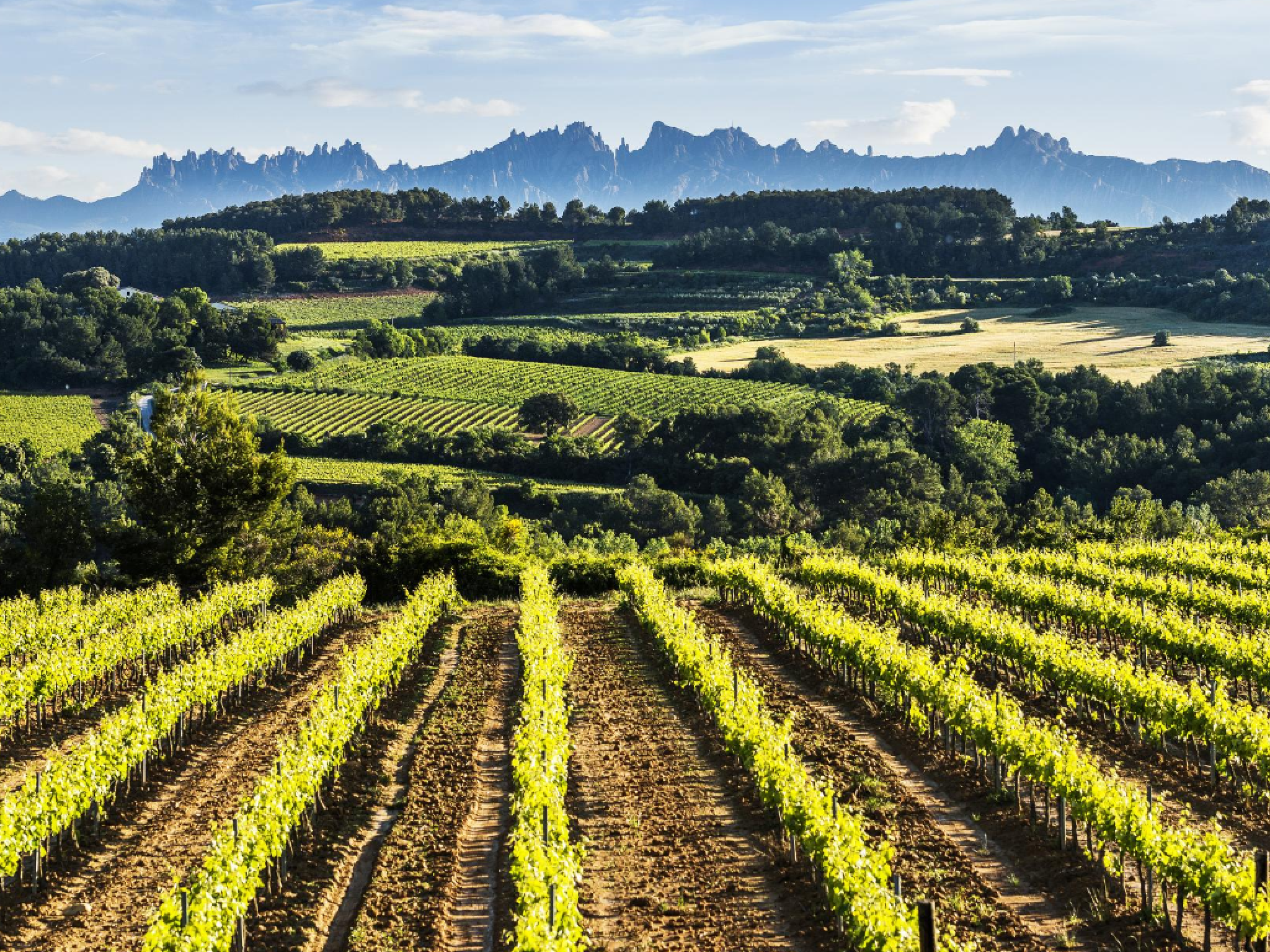 Conhecedor de cava?  Você estará depois de visitar Penedes