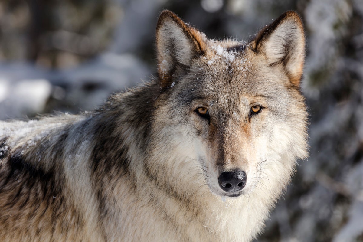 Groups sue to restore endangered species protection for US northern Rockies wolves