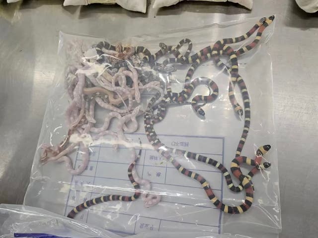 <p>The smuggled snakes inside a plastic bag at the customs office in Shenzhen, China</p>
