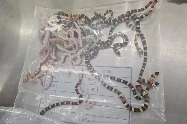 <p>Exhiben a las serpientes contrabandeadas dentro de una bolsa de plástico en la aduana de Shenzhen (China)</p>