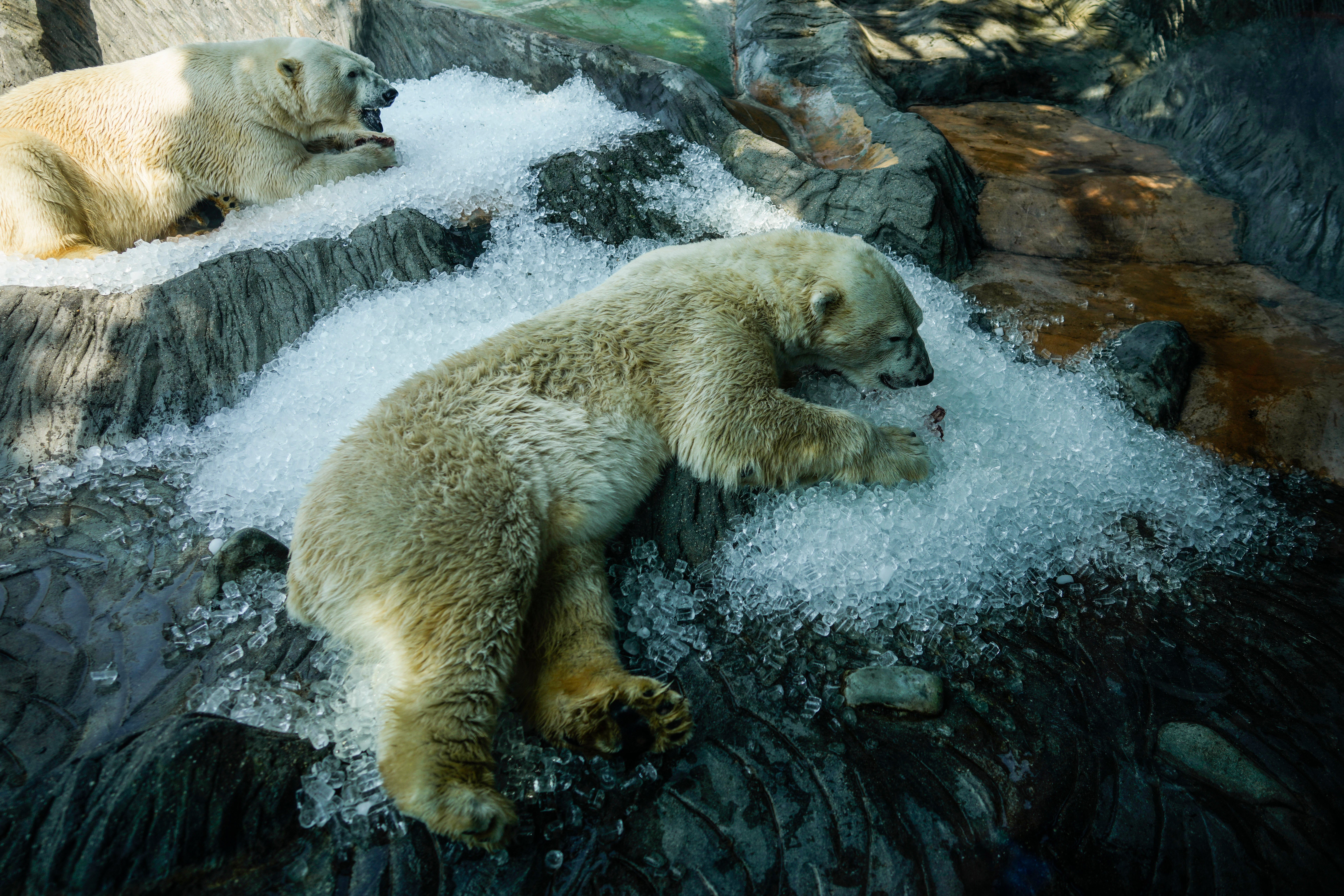 Polar bears cool down in ice that was brought to their enclosure on a hot and sunny day at the Prague zoo, Czech Republic, Wednesday, July 10, 2024ek)