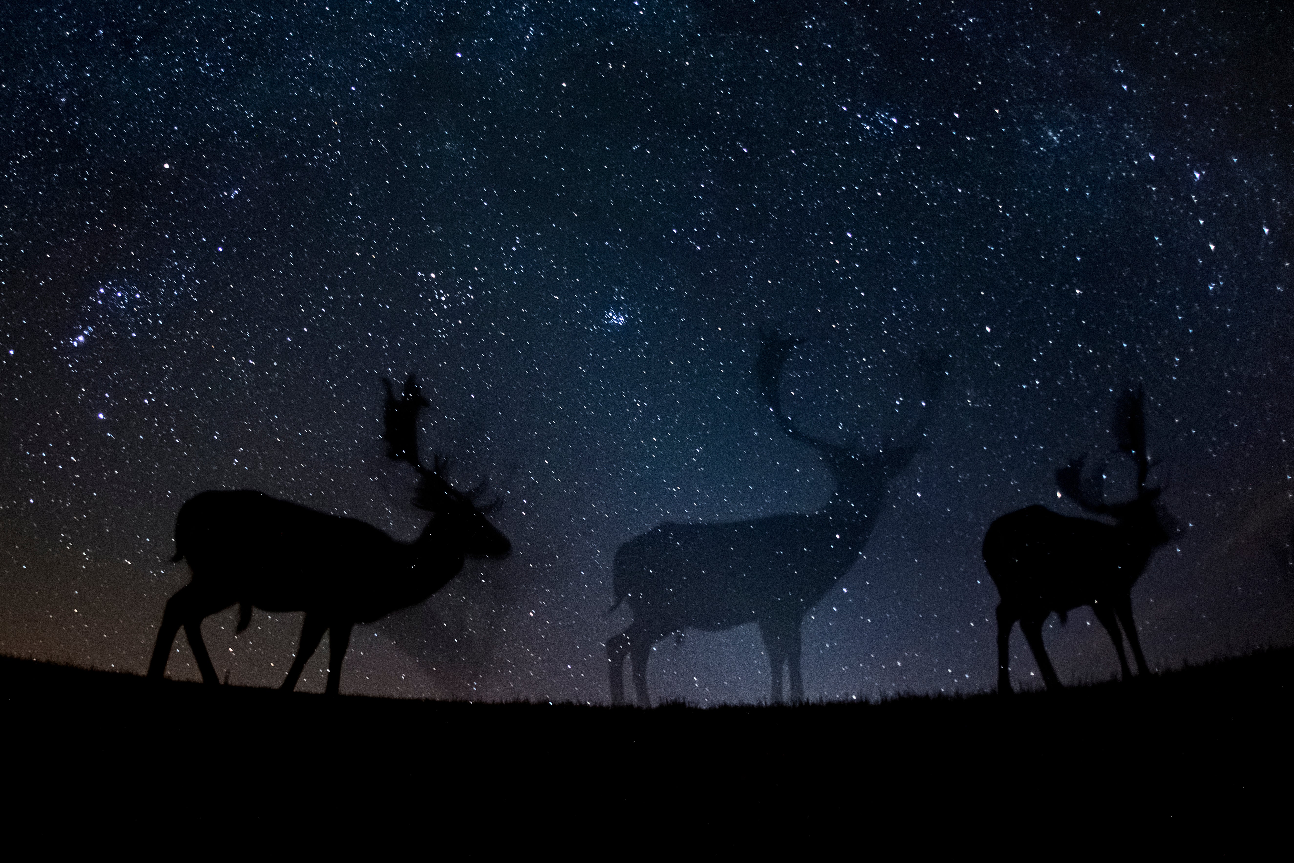 ‘Starry Night’, the grand prize winning photograph