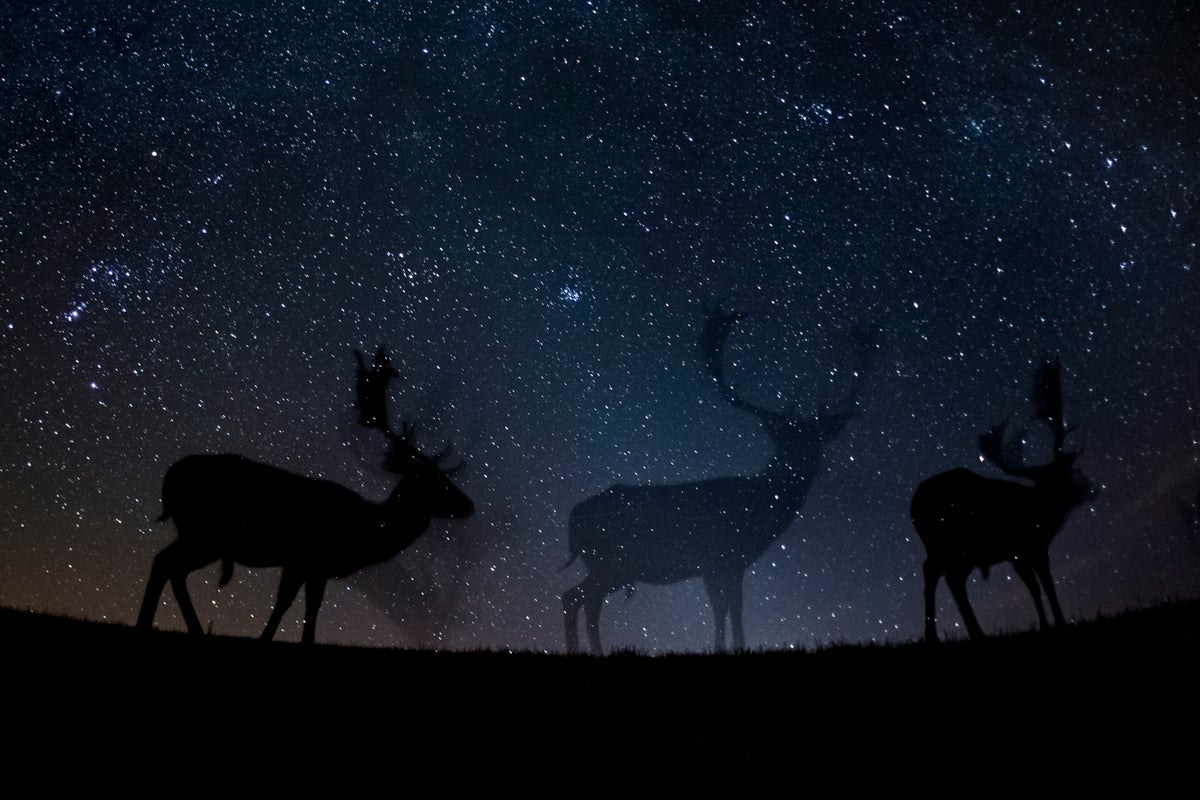 World’s best in deer photography showcased in new prize