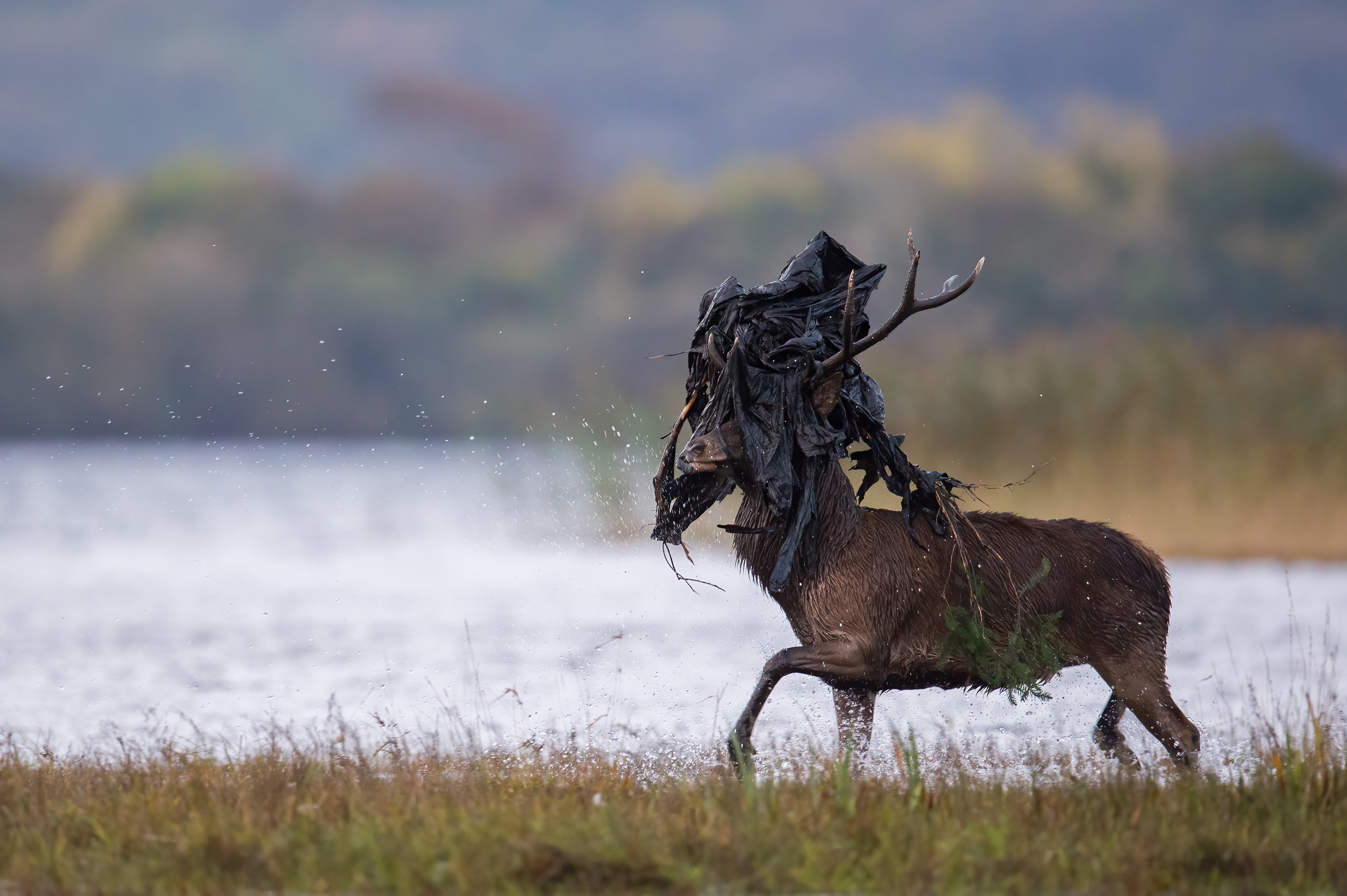 ‘Blackout’, winner of the Deer and Humanity category