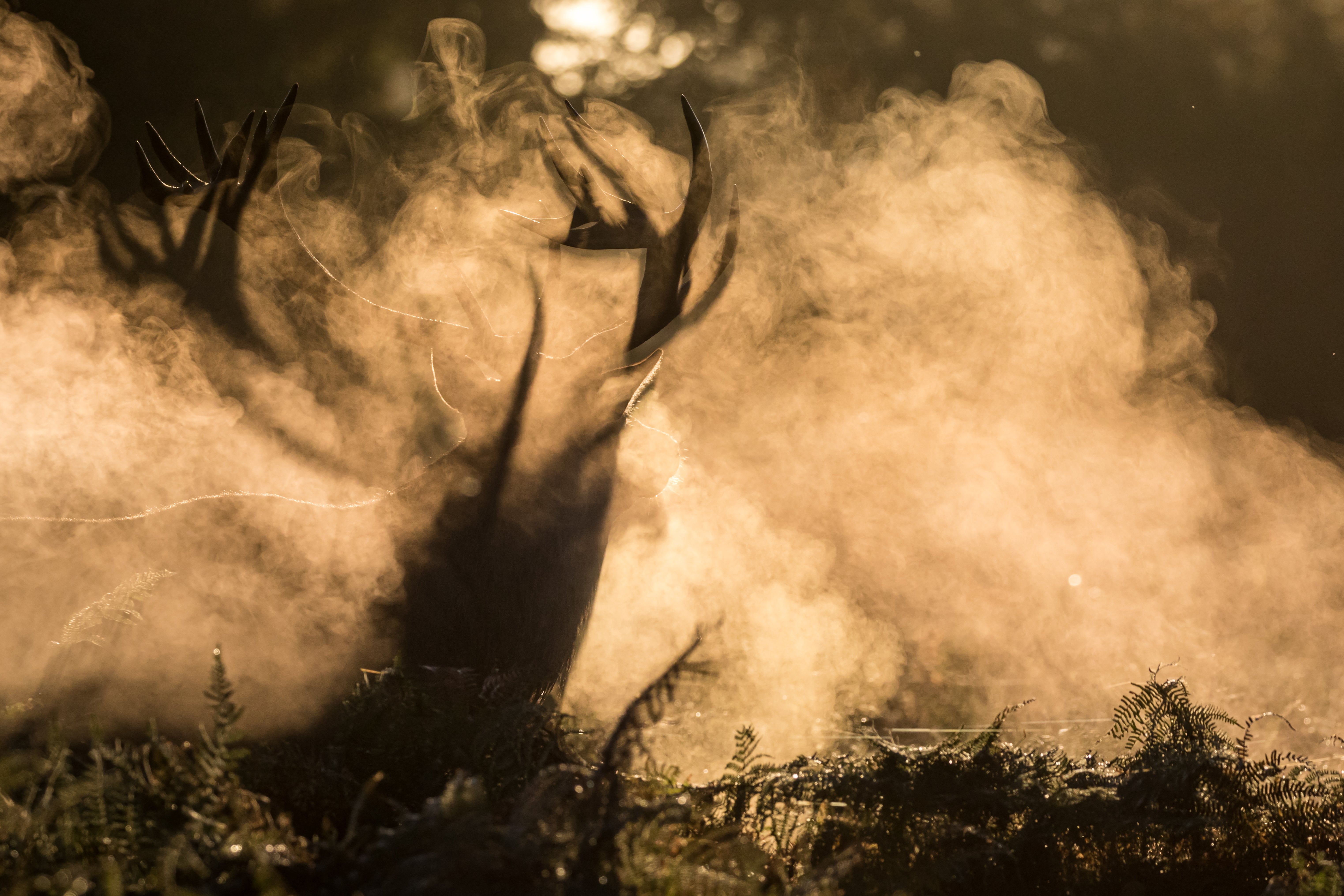 ‘Ghost Deer’, winner of the Open category