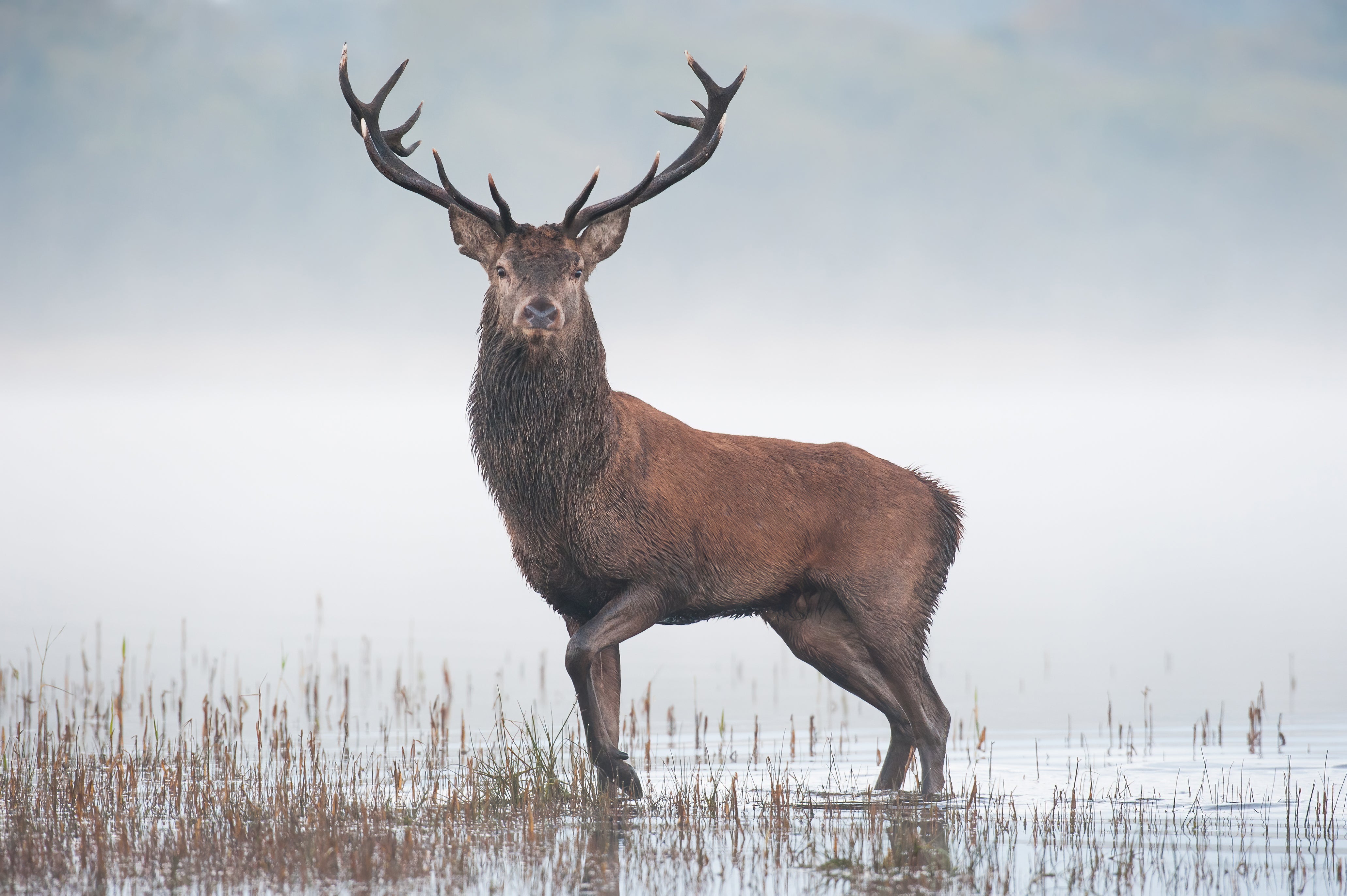 ‘The Prince’, winner of the Portrait category