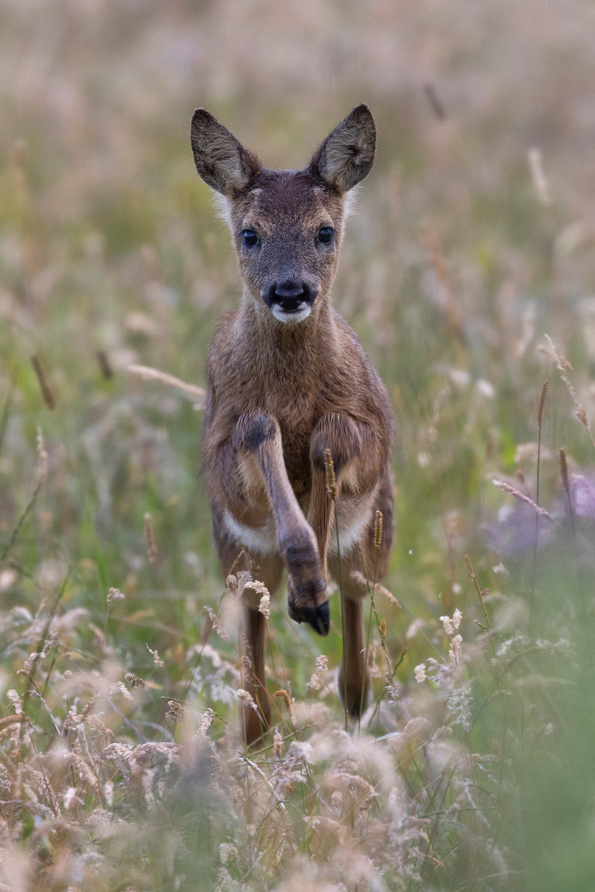 ‘Jumping for Joy’, winner of the Behaviour category