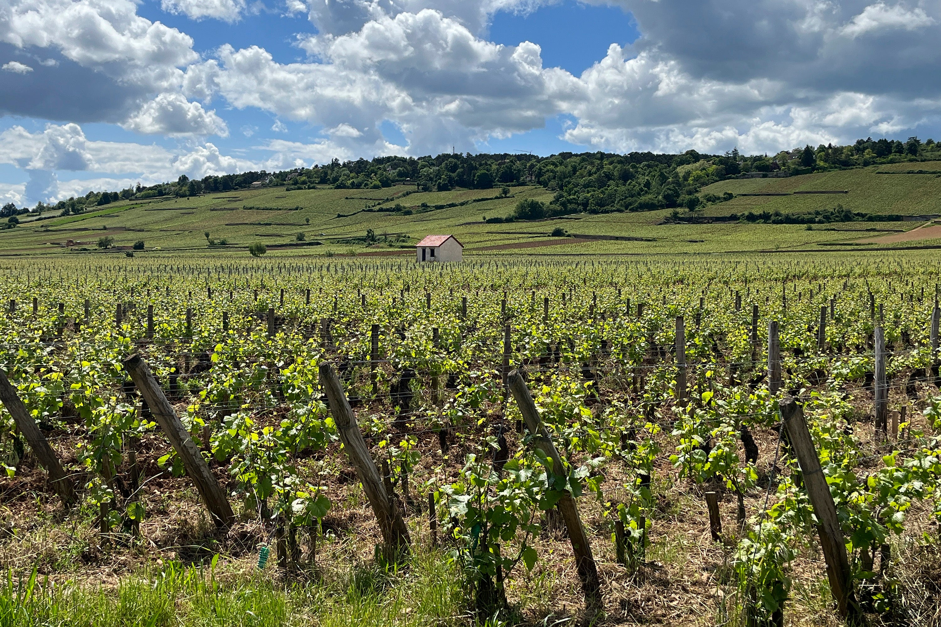 A vineyard appears along the Voie des Vignes near Beaune, in the Burgundy region of France