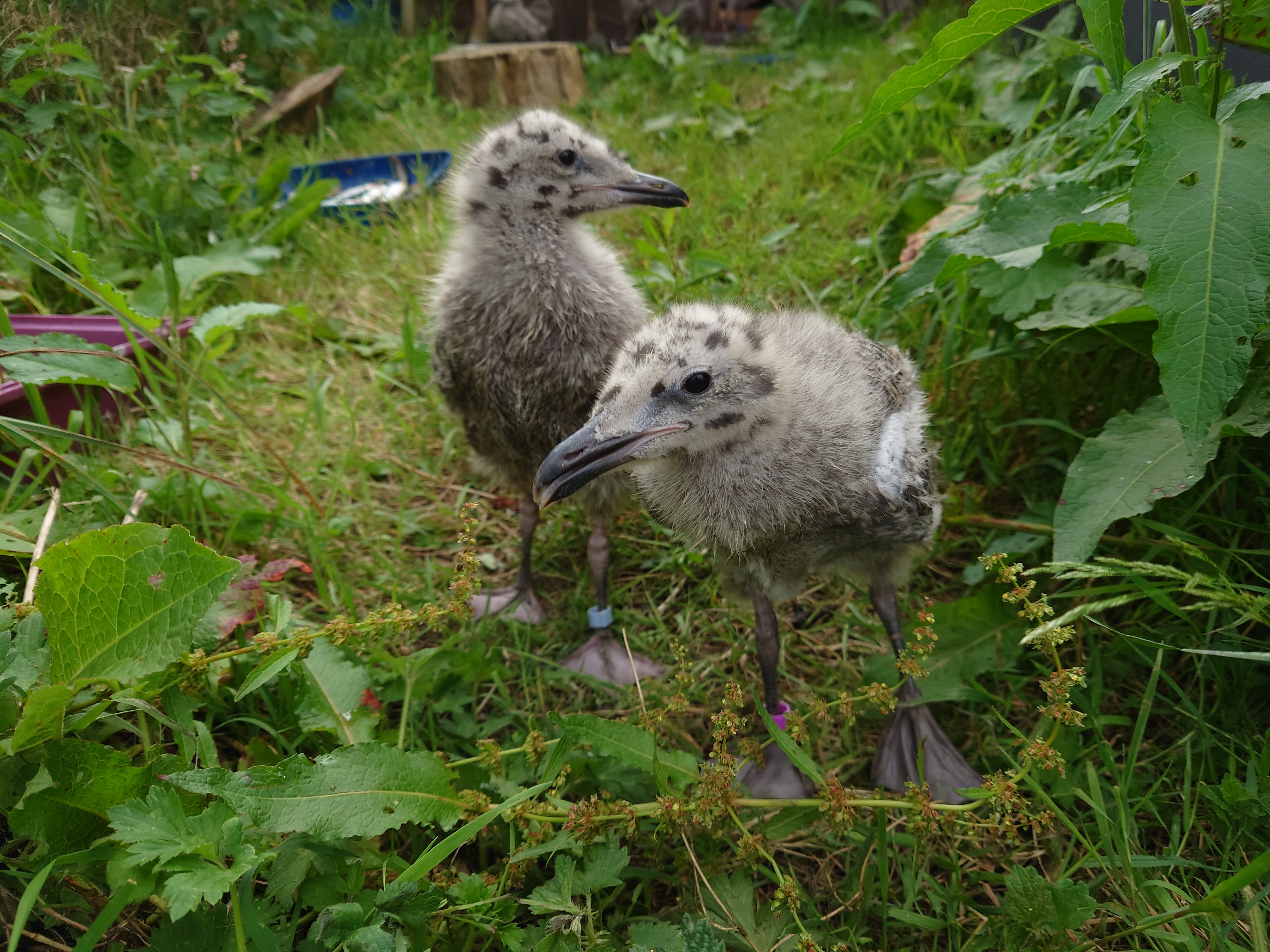 University of Exeter scientists studied herring gull chicks that had been rescued after falling off roofs (Emma Inzani/University of Exeter)