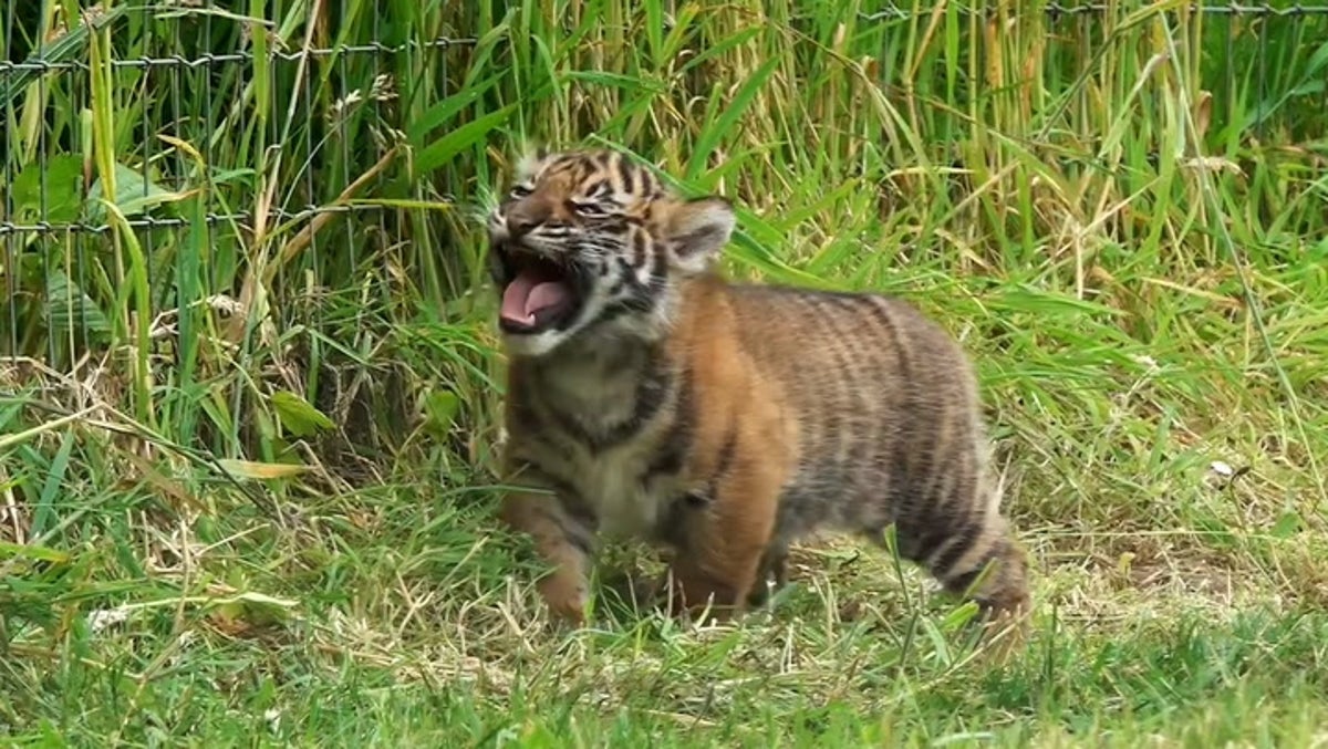 First tiger cub born at zoo in Wales practises her roar
