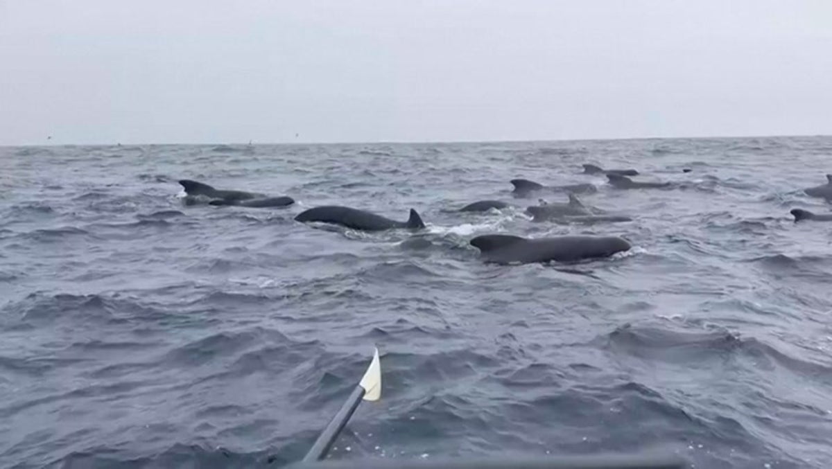 Pod of whales surrounds rower in Atlantic Ocean: ‘So scary’