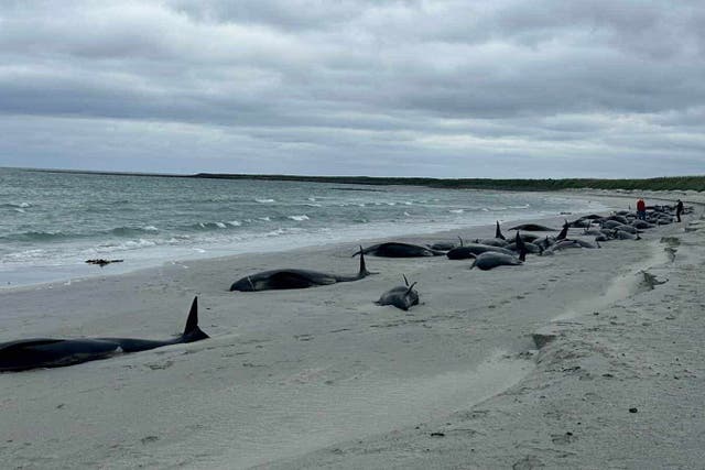 The stranded whales were spotted on Thursday on Sanday, Orkney (British Divers Marine Life Rescue/PA Wire).