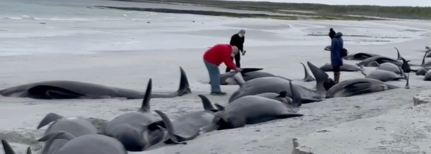 Dozens of whales have died in one of the largest mass strandings in Britain in recent times, with experts ongoingly striving to save the few survivors