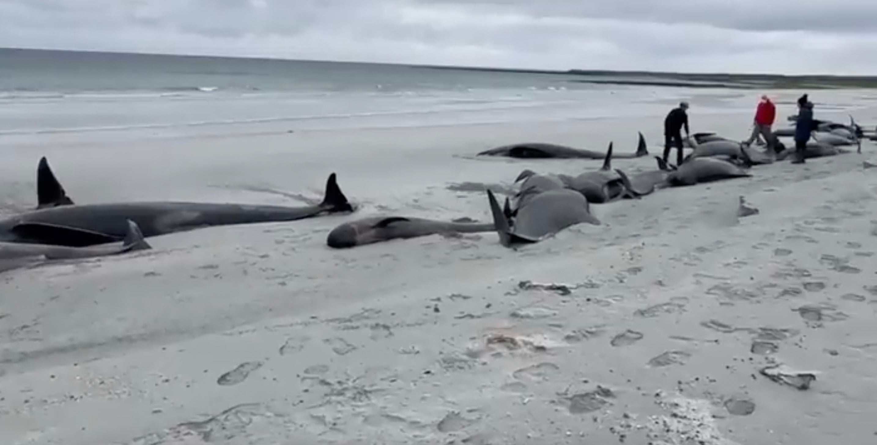 At least 65 long-finned pilot whales died after 77 were washed ashore on an island off the north coast of Scotland, a rescue charity says