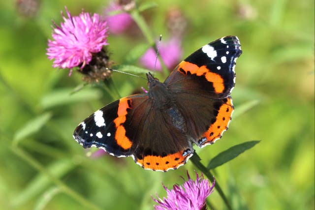 Red admiral butterflies are now living in England all year round (Mark Searle/Butterfly Conservation/PA)