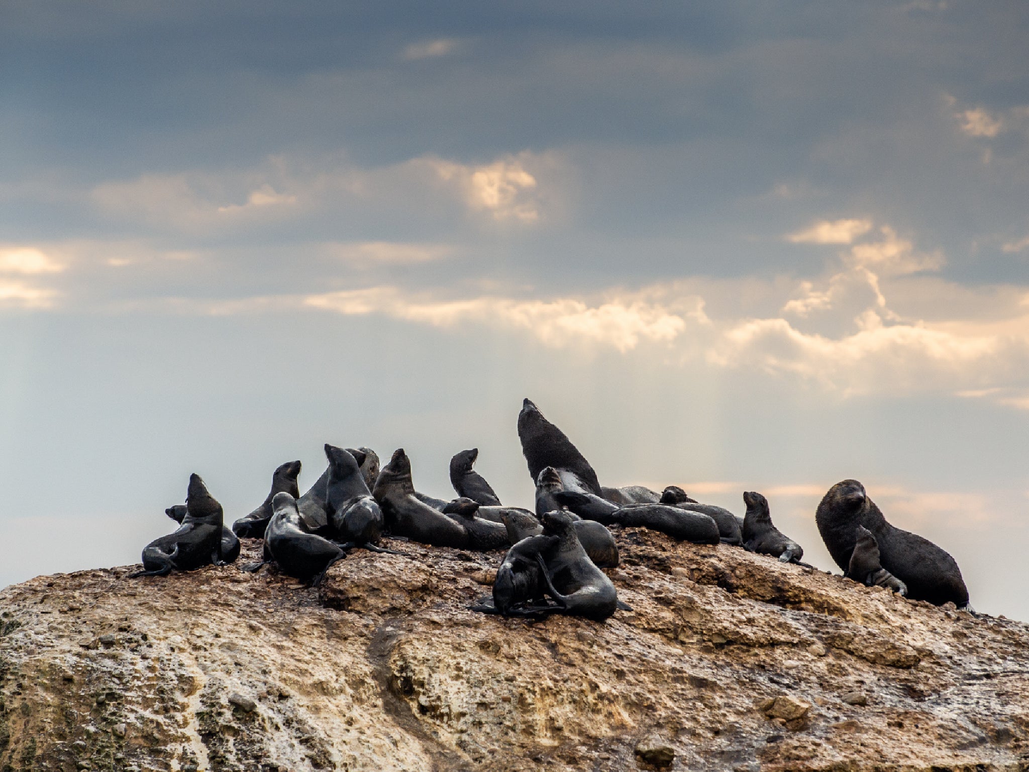 The alert applies to a 400-mile stretch of coastline home to Cape fur seals