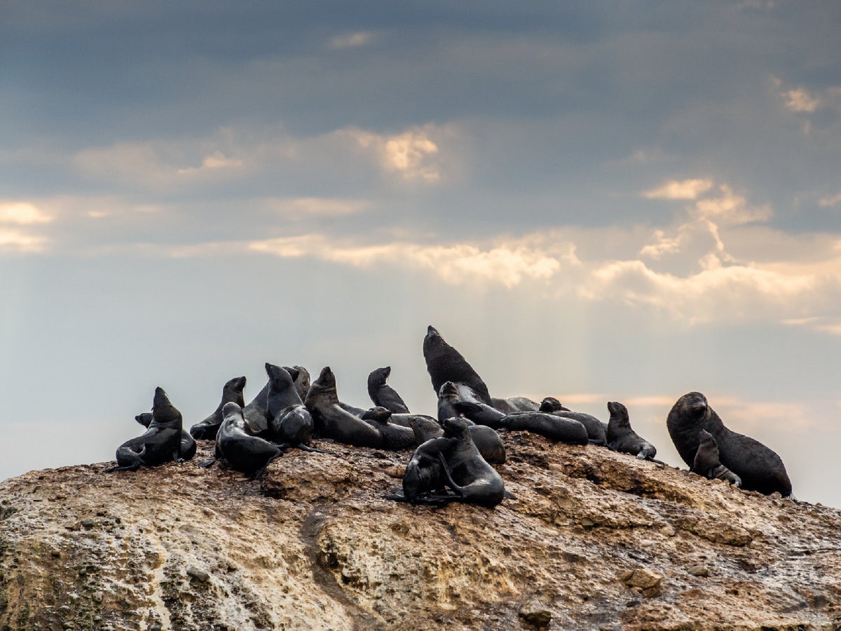 Tourists in South Africa warned about rabies outbreak after several surfers bitten by infected seals