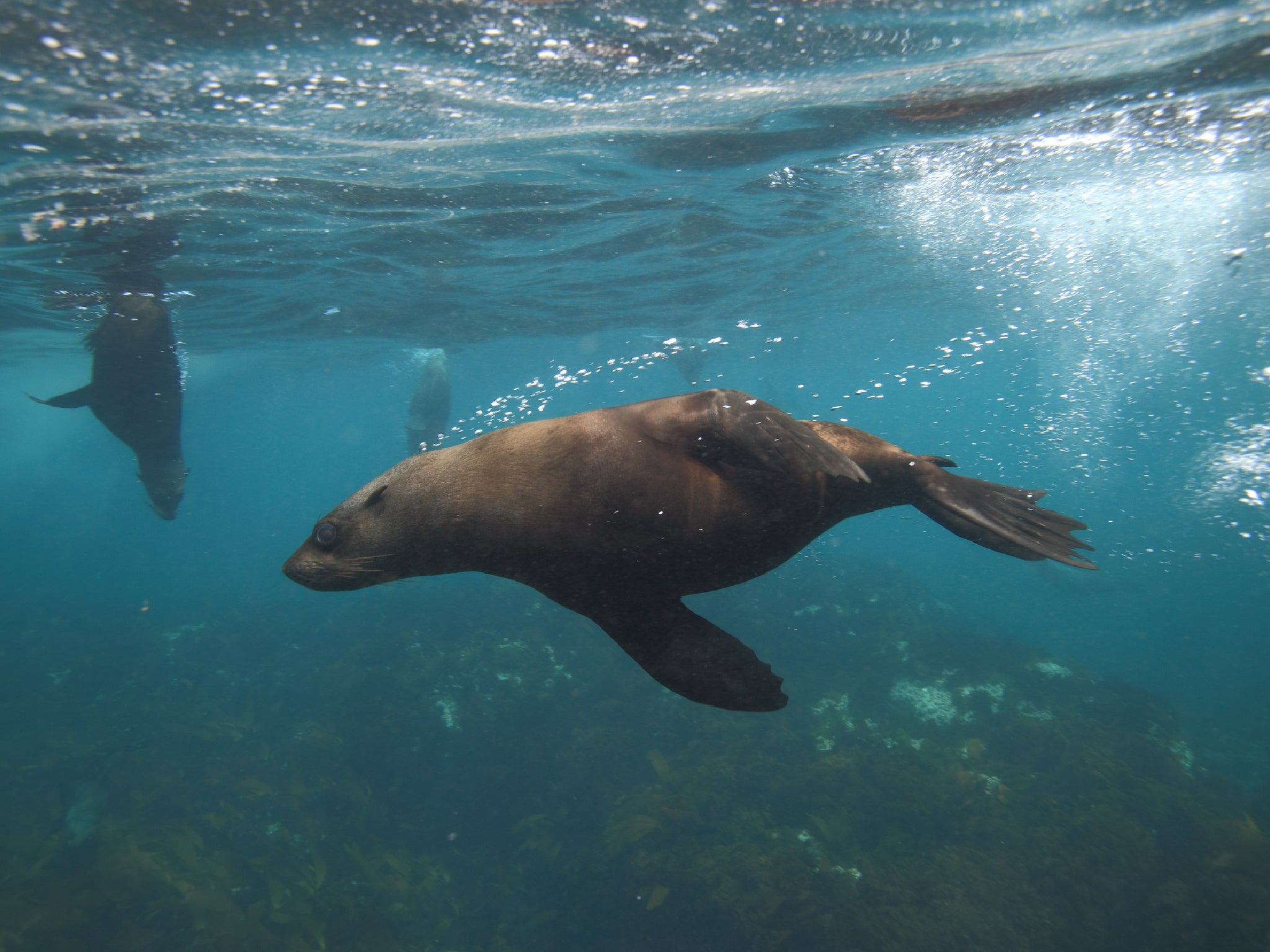 Rabies causes previously-calm seals to behave agressively and bite