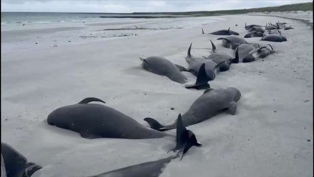 <p>Dozens of whales die in mass stranding on beach in Orkney Islands.</p>