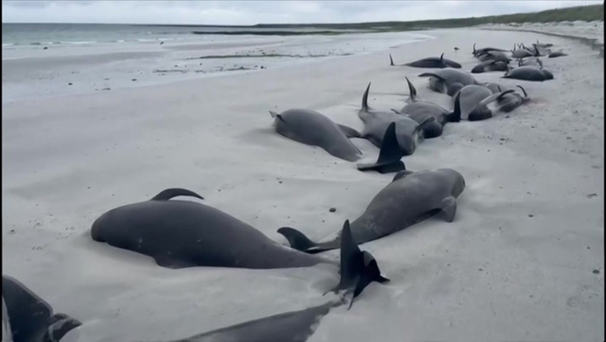 Dozens of whales die in mass stranding on beach in Orkney Islands