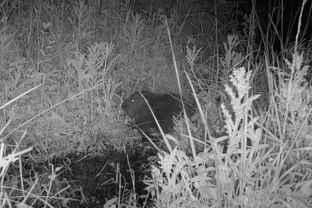 The beaver kit was captured on a trail camera at Wallington (National Trust/PA)