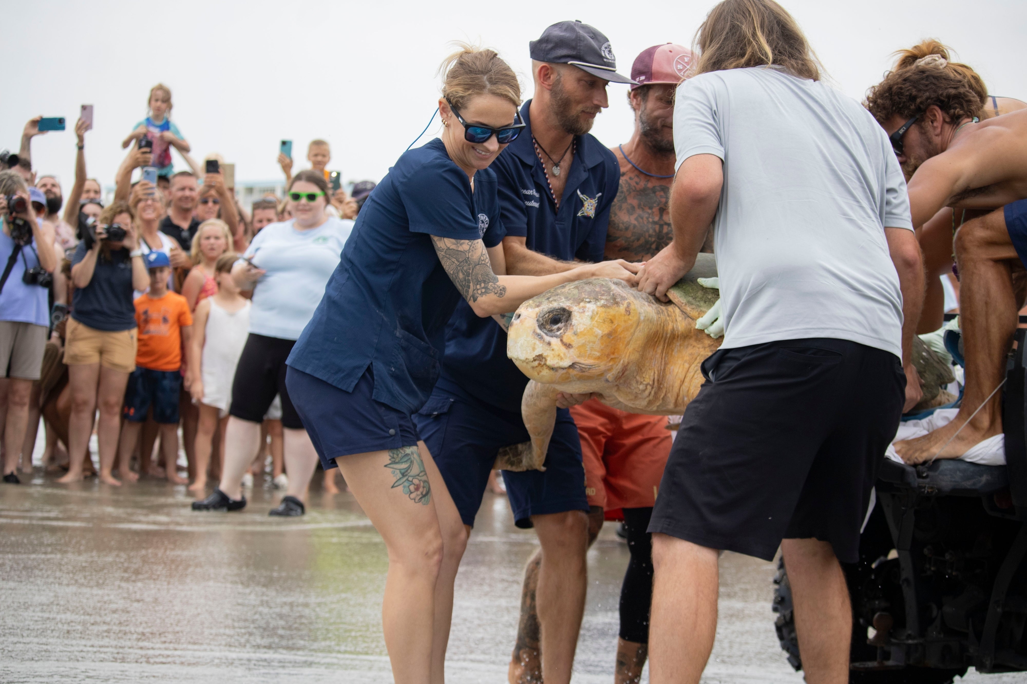 Sea Turtle Rehab