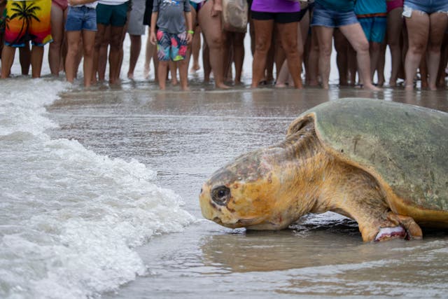 Sea Turtle Release