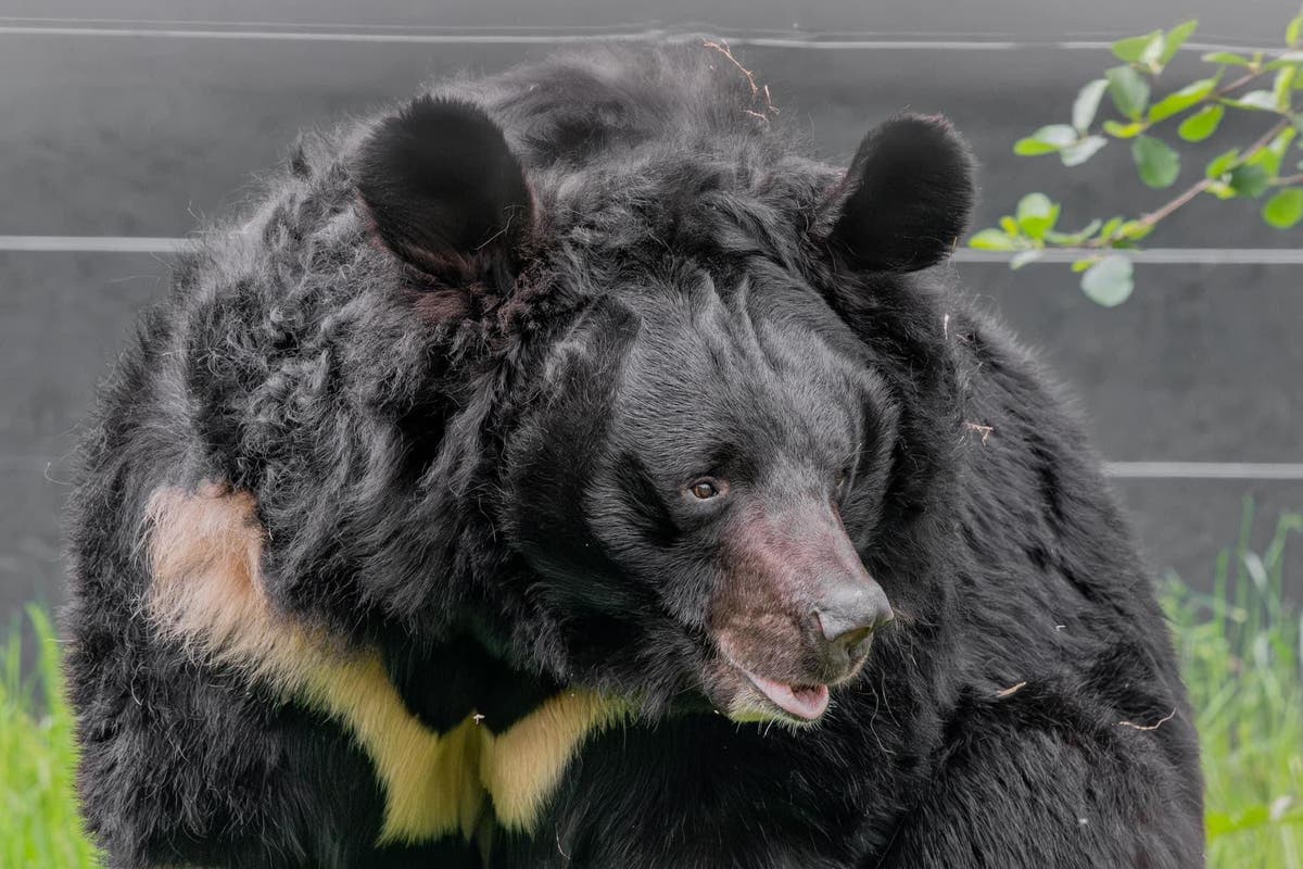 ‘Beloved’ bear rescued from war in Ukraine dies in Scottish zoo