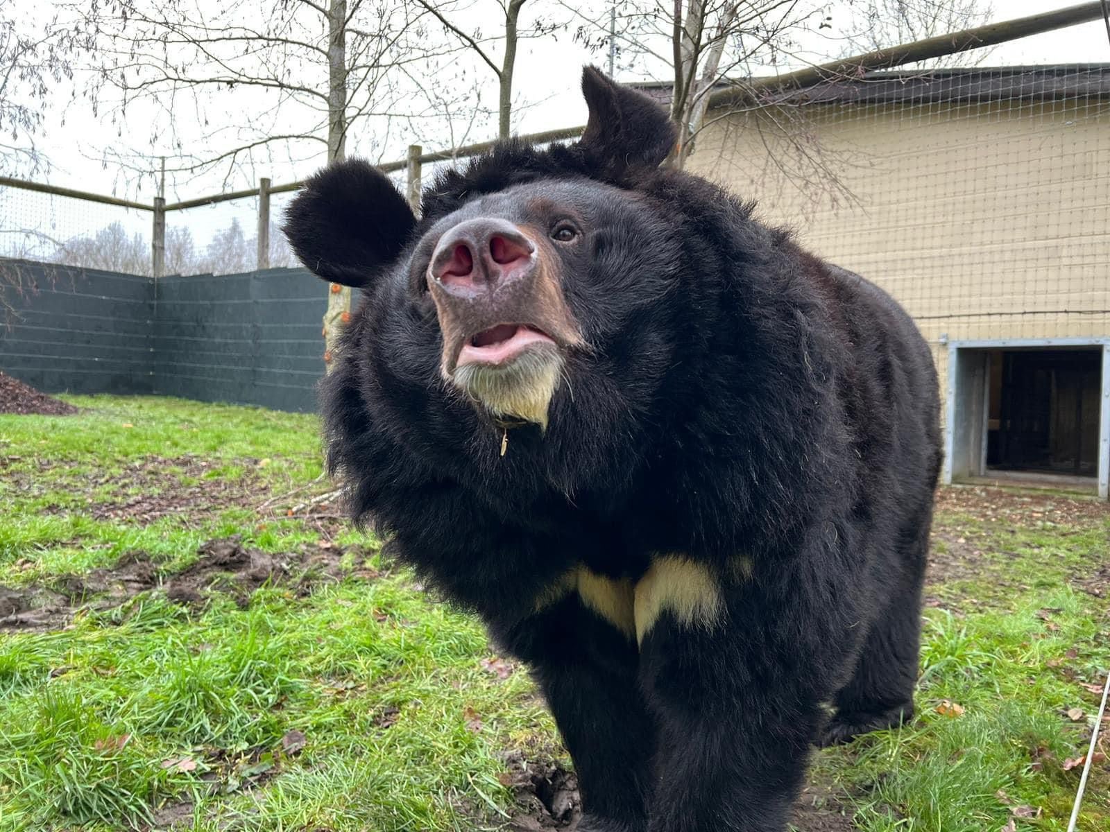 Yampil was rehomed in Scotland after being found in an abandoned zoo in Ukraine, where he was one of only a few animals who had survived. (Five Sisters Zoo/PA)