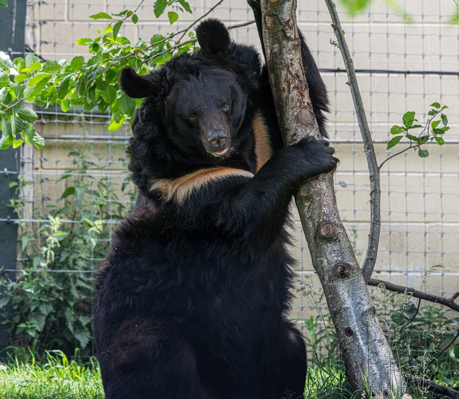 Staff at Five Sisters Zoo said it was ‘truly a sad day’ after Yampil died while undergoing a medical procedure. (Five Sisters Zoo/PA)